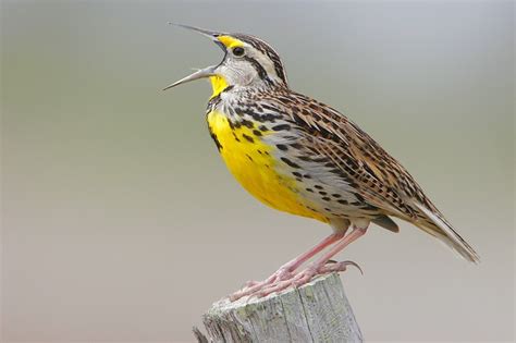 Beak of the Week – Eastern Meadowlark – Houston AuduBlog