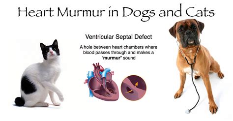 Can A Dogs Heart Murmur Be Treated