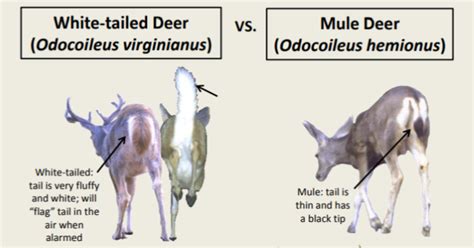 What's the difference between a white–tailed deer and a mule deer? | The Montanian