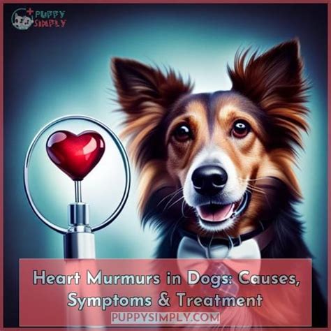 Heart Murmurs in Dogs: Causes, Symptoms & Treatment