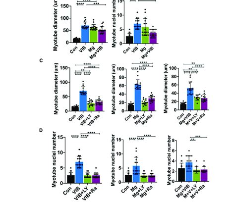 Myoblast differentiation and myotube formation in the C2C12 cell line... | Download Scientific ...