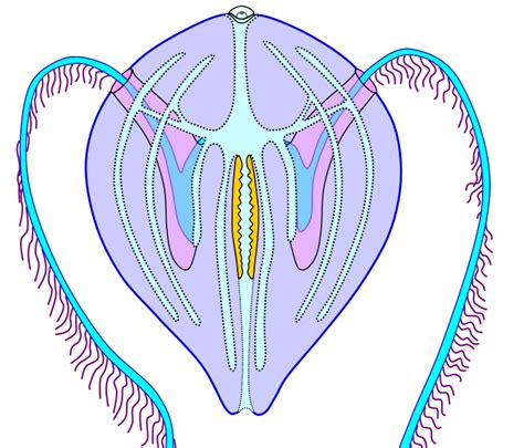 zoology - What is Biradial Symmetry? - Biology Stack Exchange