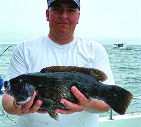 Tautog | PropTalk