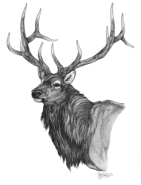 Pencil Drawings: Elk Drawings In Pencil