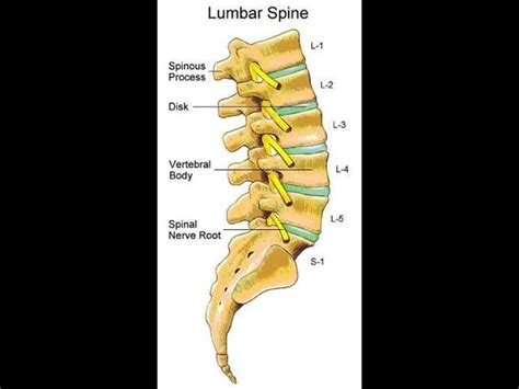 Lumbar Nerves 4 And 5