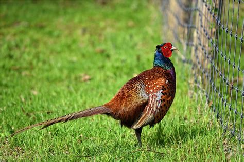 Exotic Pheasants - Images and description | Exotic Birds