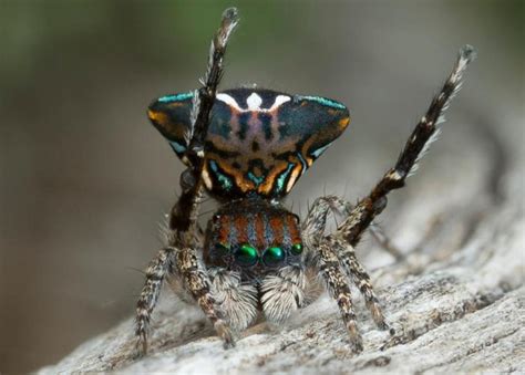 New species of peacock spiders - Nexus Newsfeed