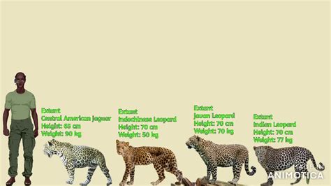 Jaguar Vs Leopard Size