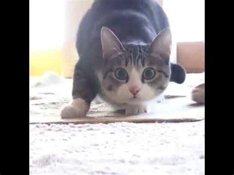 Cat Wiggle Wiggle Wiggle! - YouTube