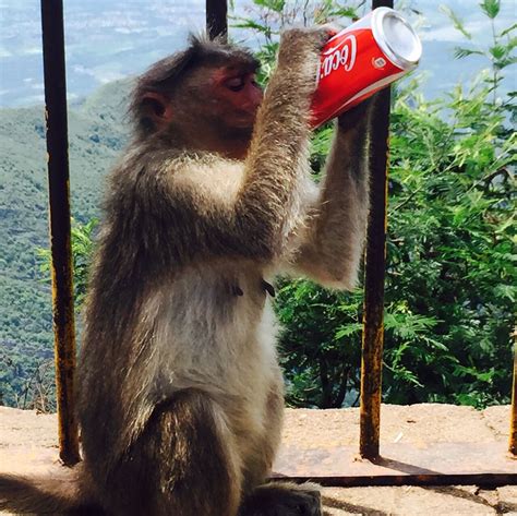 Cute Monkey Enjoying a Refreshing Drink