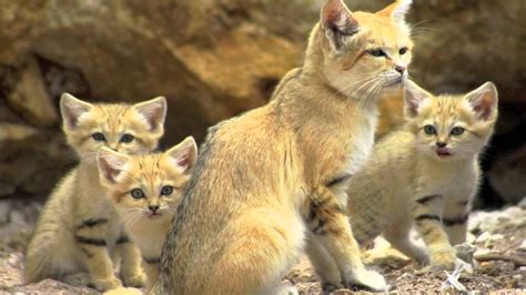 Sand Cats! - Land of Cats