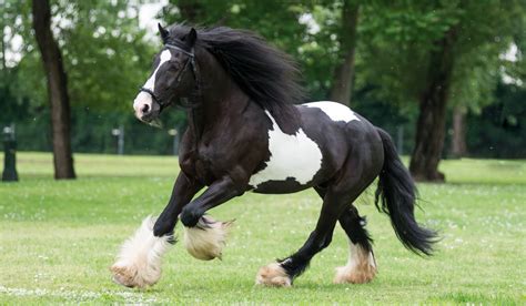 Most Beautiful White Horse In The World