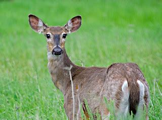 doe-grimes hill-1 | deer tioga county sabinsville | dfbphotos | Flickr