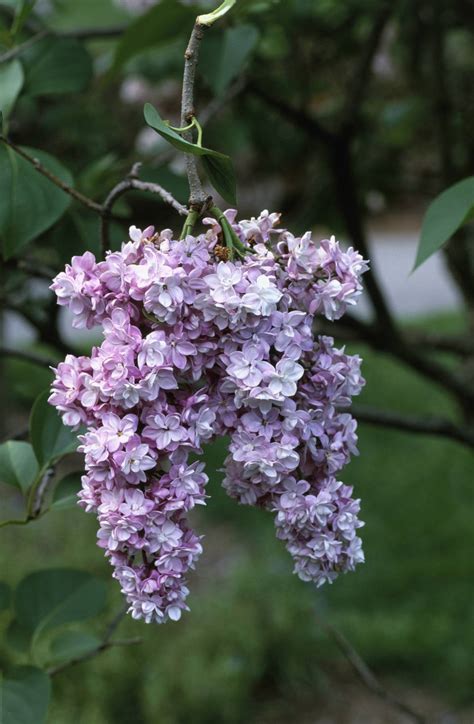 15 Beautiful Lilac Varieties