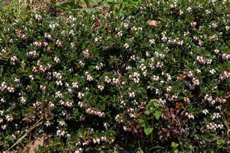 Bearberry Ground Cover