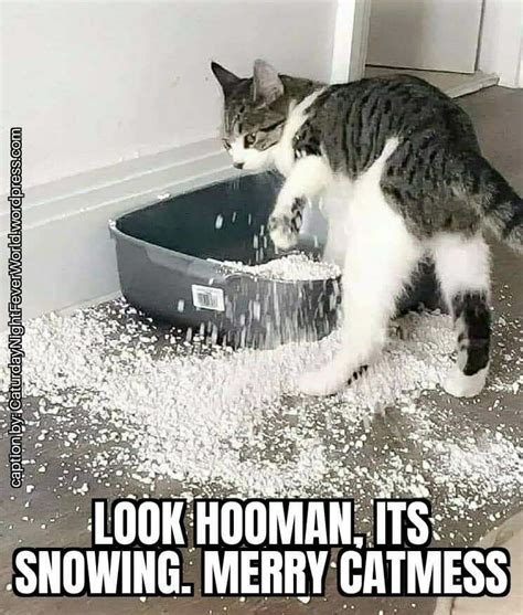 cat making a huge mess meme | Cats, Cat memes, Funny cat memes