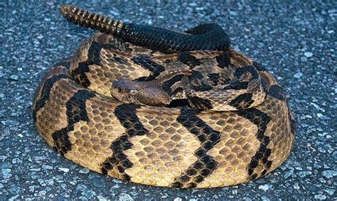 Man celebrating birthday dies after timber rattlesnake bites him twice | For The Win