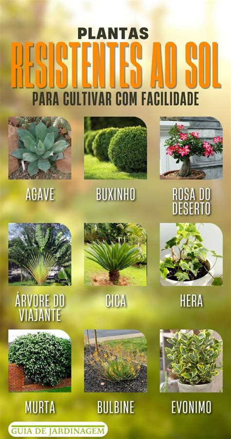 Plantas Resistentes ao Sol - Cultive com Facilidade! | Jardinagem e ...