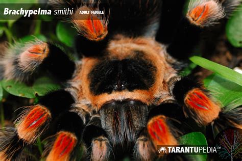 Brachypelma smithi (Mexican Red Knee)