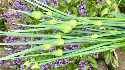 Remove Shallot Flower Stalks - Scapes, Growing Shallots - YouTube