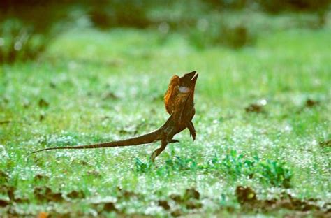 Image result for frilled lizard running | Frilled lizard, Poster prints, Photographers gallery