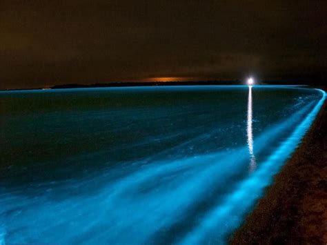 Earth Phenomenon - Bioluminescent Bay of Vieques Island, Puerto...