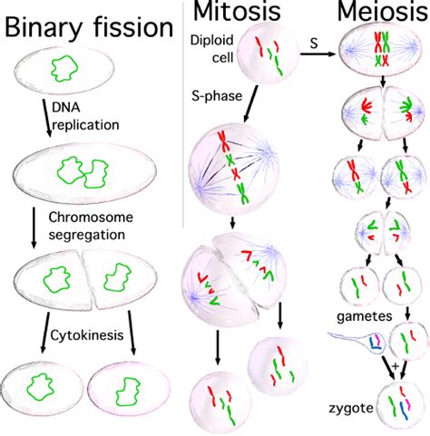 Mitosis.Major Events Occurring During Mitosis and Cytokinesis.Include different phases of cell ...