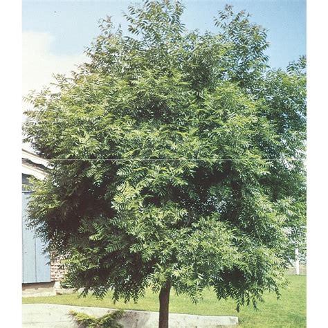 5.5-Gallon Green Black Walnut Shade Tree in Pot (With Soil) (L4850) at ...