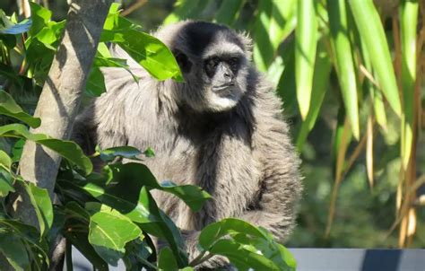 Silvery Gibbon | The Animal Facts | Appearance, Diet, Habitat, Behavior