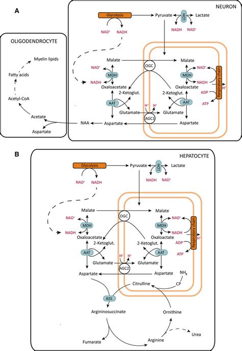 The malate-aspartate shuttle (MAS) and its specific metabolic functions... | Download Scientific ...