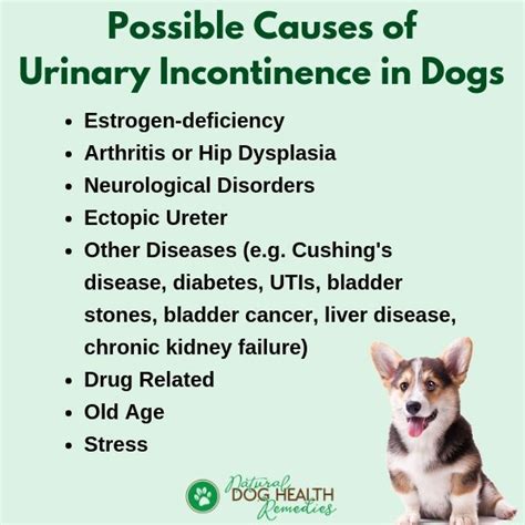 Is Incontinence A Side Effect Of Prednisone In Dogs