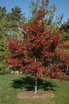 American hornbeam in fall color. | Trees to plant, Shade plants, Shade ...