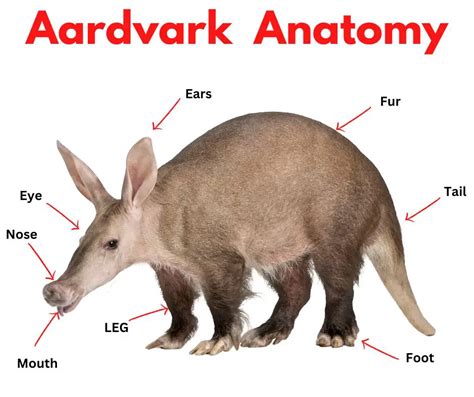 Aardvark Animal Facts - Animals HQ