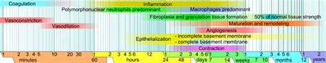 Soft Tissue Healing - Physiopedia