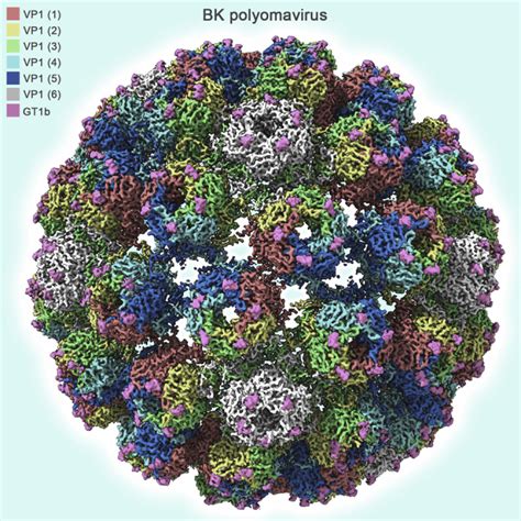 The Structure of an Infectious Human Polyomavirus and Its Interactions ...