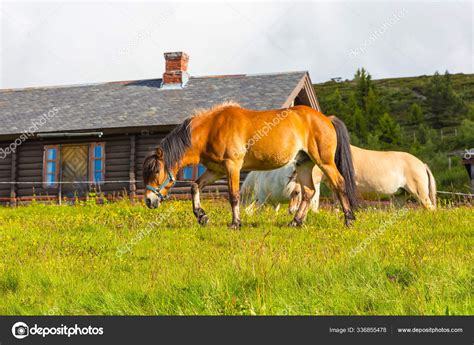 Wildlife Norway Scandinavian Fjord Beautiful Horses Pasture Eat Grass ...