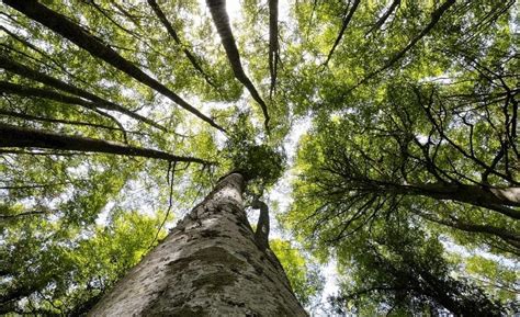 Gargano (Fg). Foresta Umbra, bella, unica e tra le cinque più belle al mondo - La Gazzetta ...