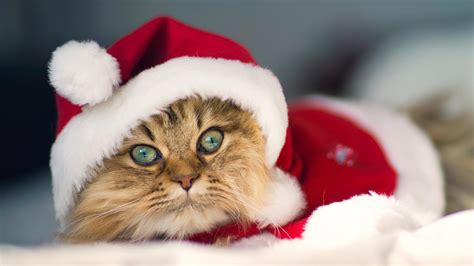 Christmas Cat Pictures | Wallpapers9