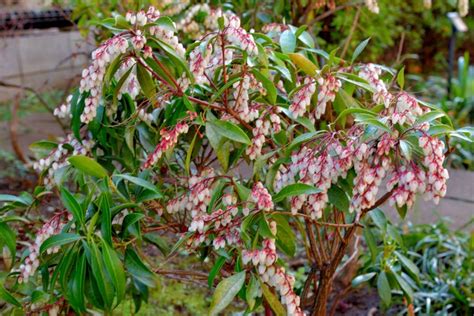 Best Shrubs For Containers — 6 Plants That Experts Recommend | Livingetc