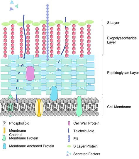 Frontiers | Lactobacillus spp. for Gastrointestinal Health: Current and ...