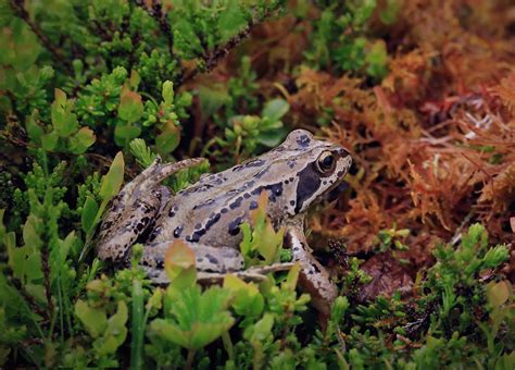 Frog on a Mountain | This little frog was high up on a mount… | Flickr