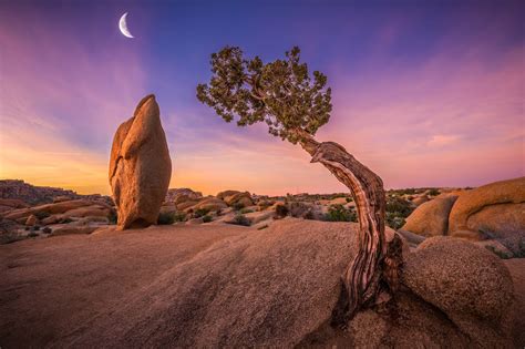 Joshua Tree National Park Wallpaper, HD Nature 4K Wallpapers, Images ...