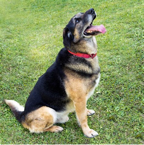 German Shepherd Lab Mix - Complete Breed Guide - Animal Corner