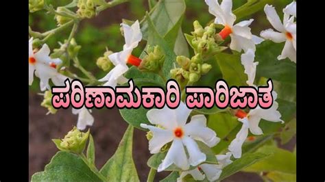 Parijatha Flower Images | Best Flower Site