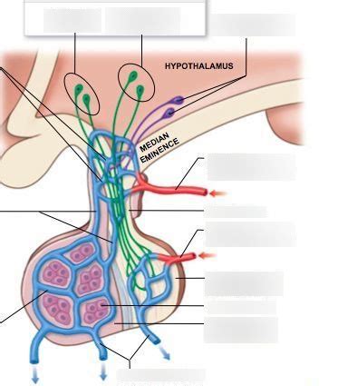 Hypophyseal Portal System (KAAP 221) Diagram | Quizlet