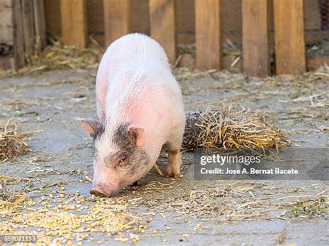 38 Pig Eating Corn Stock Photos, High-Res Pictures, and Images - Getty Images