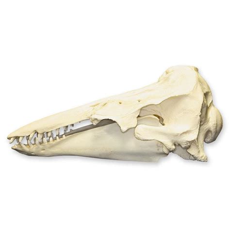 Replica Beluga Whale Skull For Sale – Skulls Unlimited International, Inc.