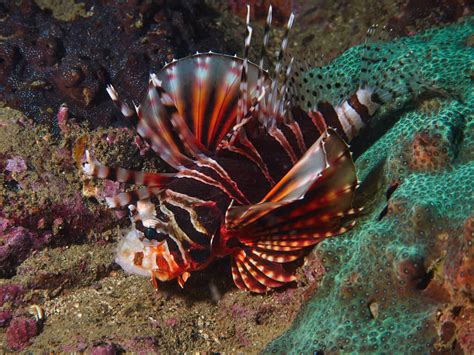 Zebra Turkeyfish: The Deadly Sea Fish - Ocean Info