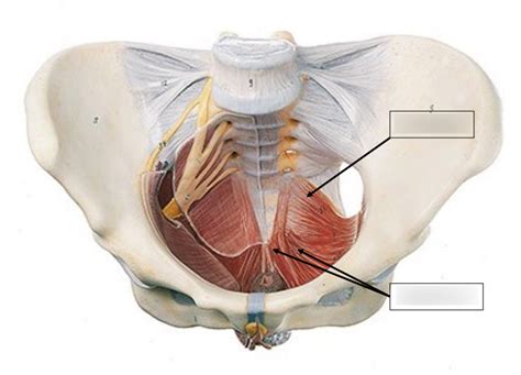 Pelvic floor/diaphragm diagram Diagram | Quizlet