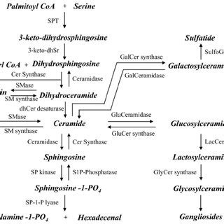 Biochemical pathways of sphingolipid metabolism | Download Scientific Diagram